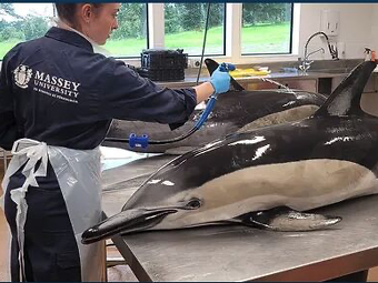 Marine Mammal Research
